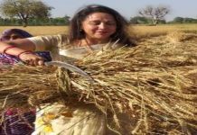 মথুরায় কৃষকদের সঙ্গে গমক্ষেতে হাতে হাত বিজেপি প্রার্থী হেমা মালিনীর/The News বাংলা