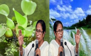 কচুরিপানা, কাশফুল থেকে কেটলি, বাংলার যুবকদের নতুন ব্যবসার সন্ধান দিলেন মমতা